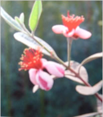 �t�F�C�W���A