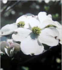 �n�i�~�Y�L